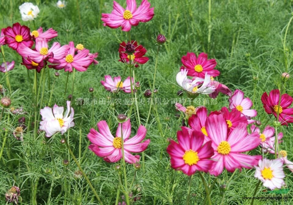 供應(yīng)花卉種子萬壽菊 菊花種子 園藝花卉種子 種子批發(fā)