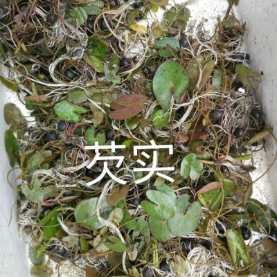 玉簪/花葉玉簪/金邊玉簪