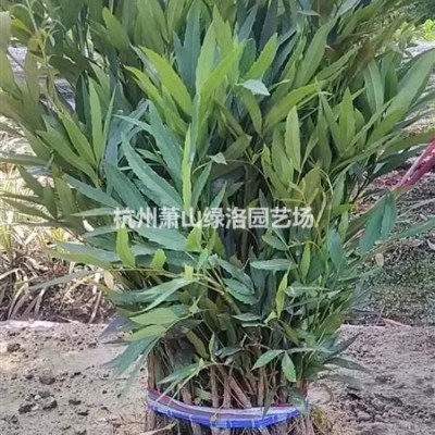 浙江省杭州市蕭山區(qū)小丑火棘杯苗