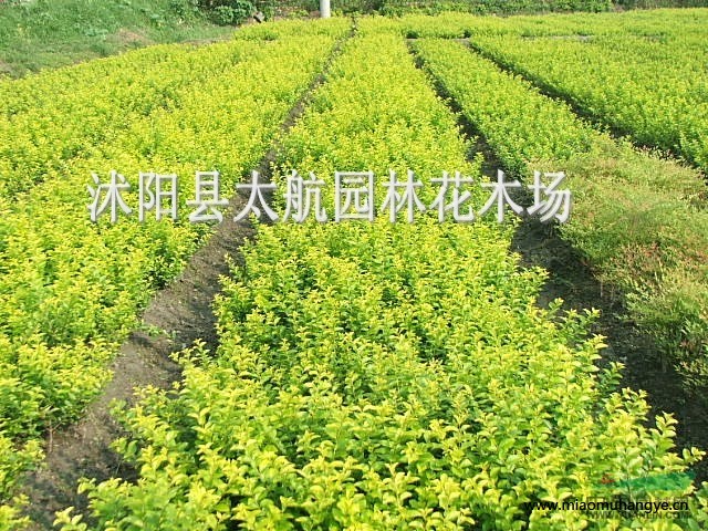 供應(yīng)鳶尾、蘆葦、麥冬、紅花醡漿草、金娃娃萱草、大花萱草