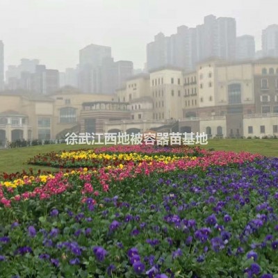 南昌三色堇報春花、南昌市石竹甜菜羽衣甘藍；江西省哪里有草花賣