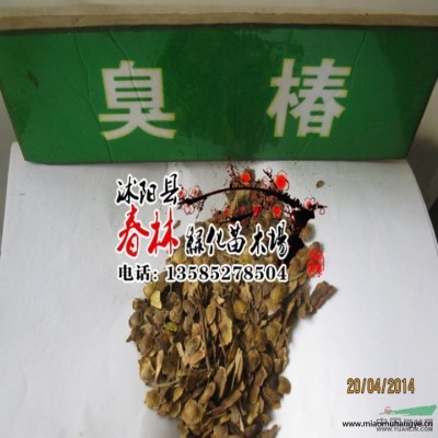 特大種球 朱頂紅 朱頂紅種球 朱頂紅價(jià)格 *種球價(jià)格 包成