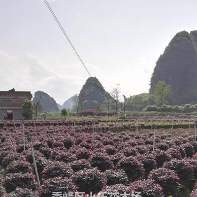 大量紅繼木球 黃素梅球 木樨欖球 紅葉石蘭球 四季桂球