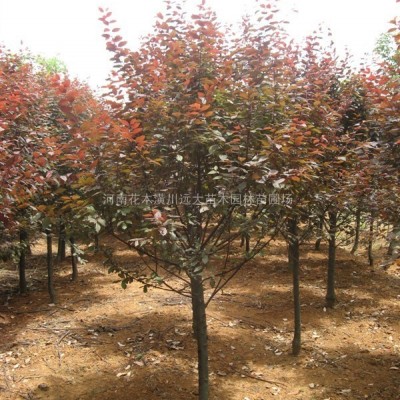 麥冬價格，鳶尾價格，紅花蔥蘭價格，白花蔥蘭價格，紫葉酢漿草