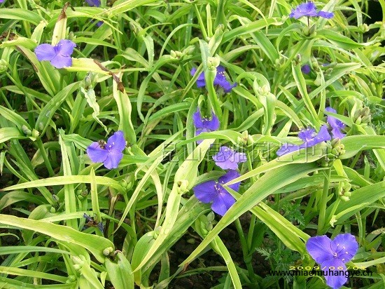 金葉紫露草