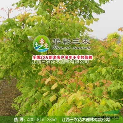 終年開花的桂花品種-天香臺閣 出售桂花小苗 供應(yīng)四季桂花