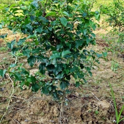 大量供應(yīng)草花地被30cm高紫羅蘭