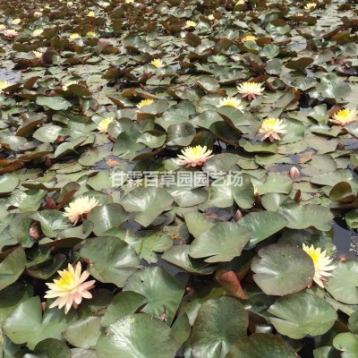 浙江銀葉菊 杭州銀葉菊 蕭山銀葉菊