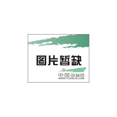 9公分四季桂小苗*新價格