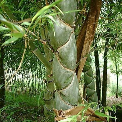 燈心草、澤瀉、海壽花