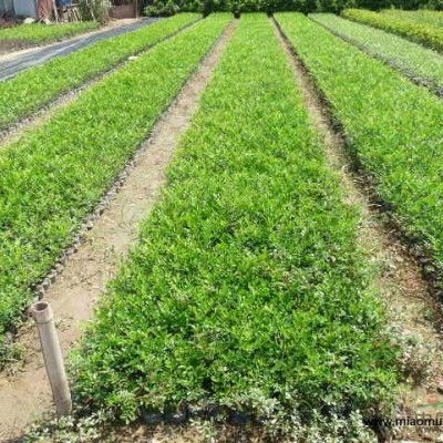 福建風車草（旱傘草）1介紹