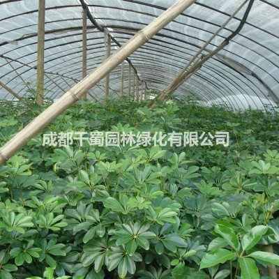 供應(yīng)供應(yīng)廣玉蘭 荷花玉蘭 米徑8-20公分 綠化工程