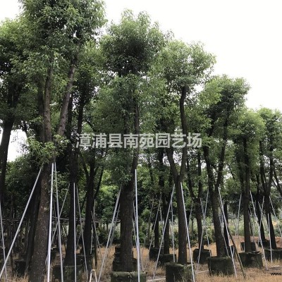 福建地區(qū)供應紫竹