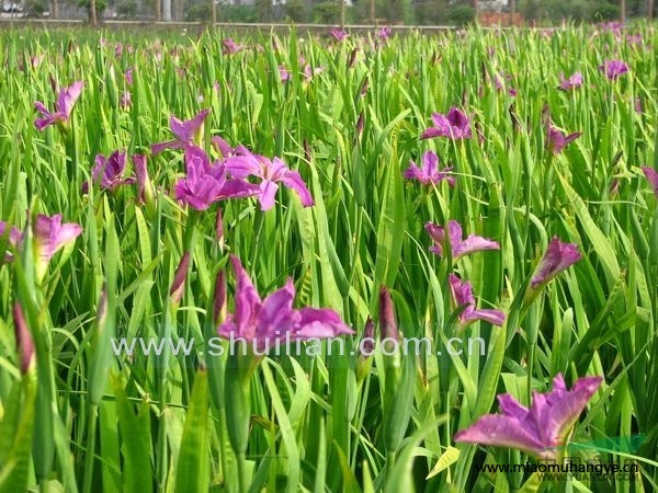 常年供應(yīng)水生植物-觀賞荷花