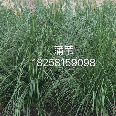 水生植物大量供應(yīng)，荷花，睡蓮，常綠水生鳶尾，再力花，水蔥，