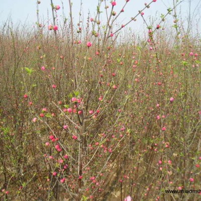 睡蓮、再力花、香蒲、睡蓮、芡實(shí)、河王八等