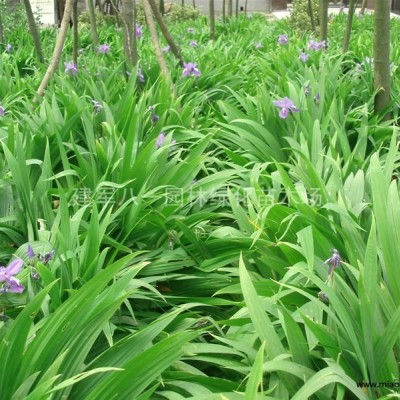 水生植物價(jià)格產(chǎn)地 地被植物花菖蒲 梭魚草 睡蓮