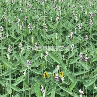 花葉蘆竹基地 浙江杭州花葉蘆竹基地