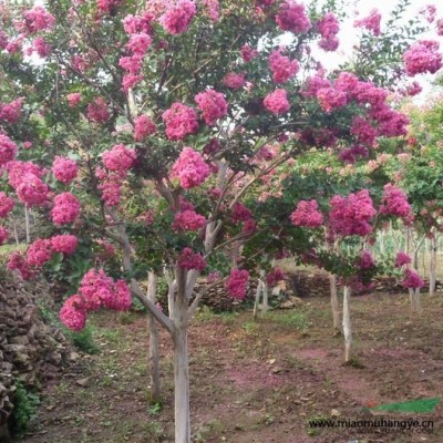 供應(yīng)苦草 觀賞植物苦草苗價(jià) 格優(yōu)質(zhì)水生植物