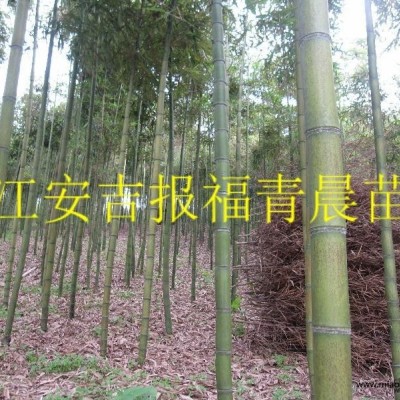 黃桿烏哺雞竹   農(nóng)戶價(jià)大量直銷