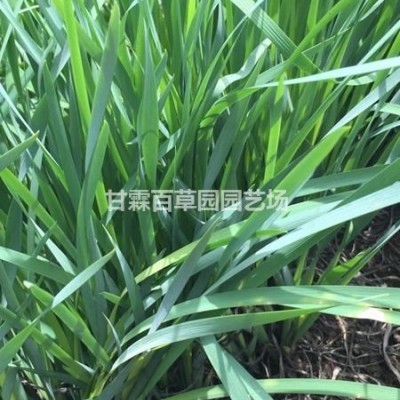 浙江水生植物 杭州黃菖蒲價格便宜 今天杭州黃菖蒲批發(fā)價走勢