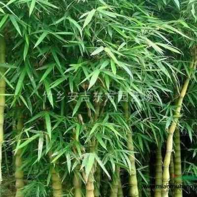 萍蓬草行情報(bào)價(jià)\萍蓬草圖片展示