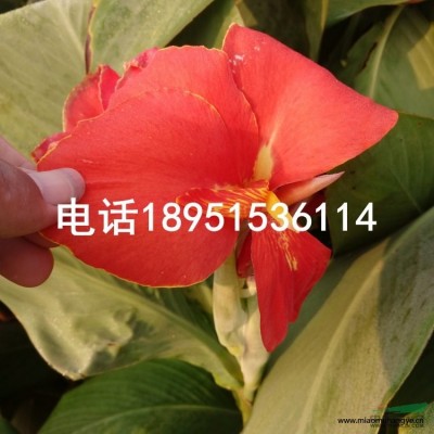 芡實(shí)2報(bào)價(jià)/江蘇芡實(shí)2報(bào)價(jià)