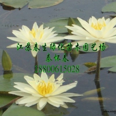 江蘇睡蓮花苗介紹