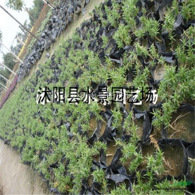 江蘇伊樂藻 水生植物批發(fā) 伊樂藻價(jià)格 大量批發(fā)伊樂藻