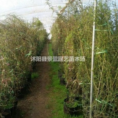 常春藤露天能種植嗎？