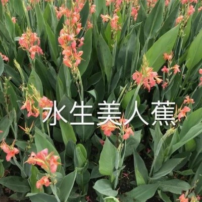 浙江杭州蕭山常綠鳶尾黃菖蒲，花葉蘆竹，美人蕉，旱傘草，千屈菜