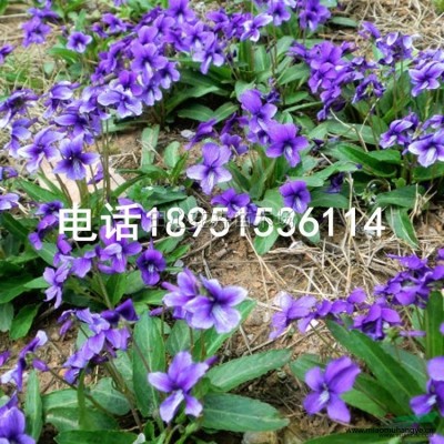 香菇草2供應(yīng)/香菇草2圖片