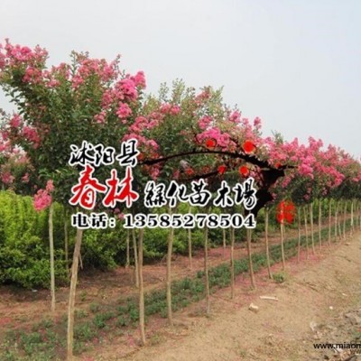 供應(yīng)水生觀賞花卉 香菇草 又名 銅錢(qián)草 金錢(qián)蓮 *