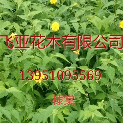 薔薇，江蘇薔薇低價(jià)直銷(xiāo)大量供應(yīng)