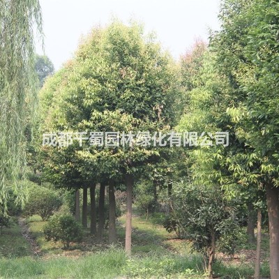 成都油麻藤基地1-3米多少錢，工程苗批發(fā)，扶坡植物*選