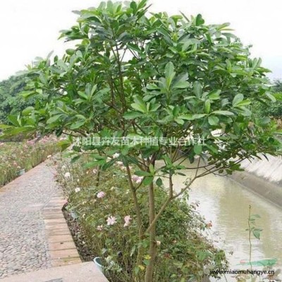 沭陽(yáng)高羊茅草坪基地直銷高羊茅草坪苗芽成活率高