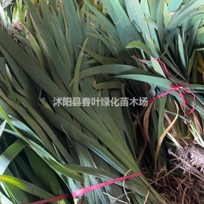 細(xì)葉芒價格_細(xì)葉芒圖片_細(xì)葉芒基地_細(xì)葉芒產(chǎn)地