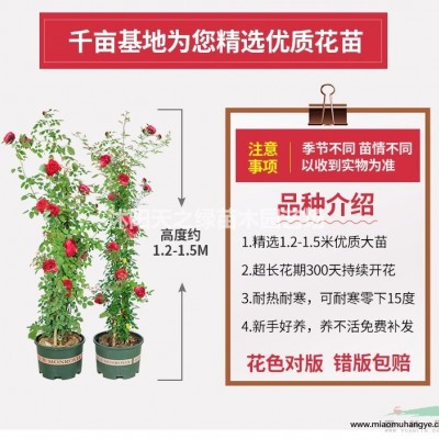 四季常青中華常春藤花苗爬藤攀援花卉植物盆栽