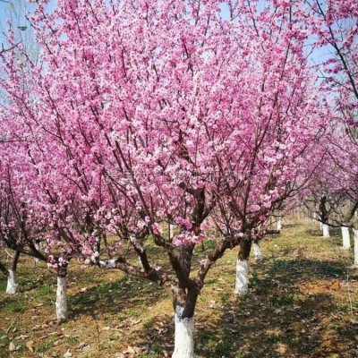 造型樹(shù)樁金銀花圖片\造型樹(shù)樁金銀花報(bào)價(jià)