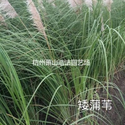 浙江蕭山水生植物基地－梭魚(yú)草