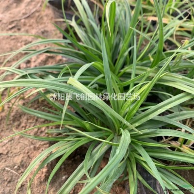 睡蓮  濕地水生植物 基地直銷