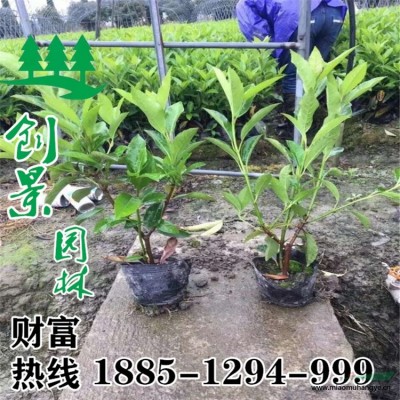 沭陽(yáng)常年密刺薔薇  苗圃基地直銷  規(guī)格*