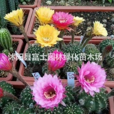 花卉種子/波斯菊/格桑花/景觀花卉/波斯菊圖片/波斯菊圖片