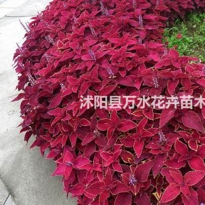 濕地種植細(xì)葉水莎草 紙莎草 園林景觀專(zhuān)用池塘種植綠化