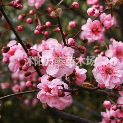 大量供應(yīng)小苗:紫薇大苗 、桑樹小苗 、扶芳藤小苗