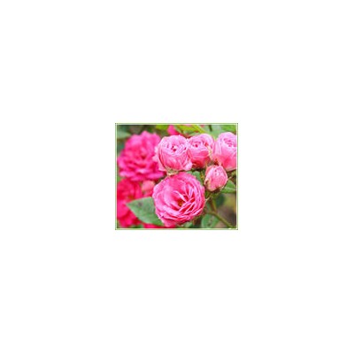 薔薇、紅帽、黃帽、馬海木、薩木莎、豐花月季