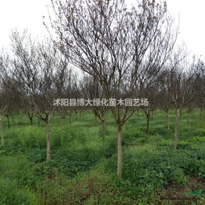 馬尼拉草坪,四季青草坪，高羊茅草坪,中華結(jié)蔞草