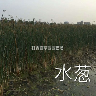 杭州水蔥實(shí)怕 今年水生植物水蔥基地 杭州水蔥報(bào)價(jià).jpg