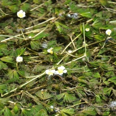 供再力花,菰草菜.伊樂藻,鳳眼蓮