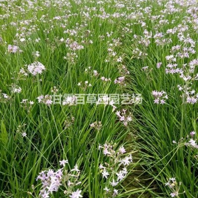 浙江荇菜價格 杭州荇菜價格 今年荇菜價格 蕭山荇菜價格